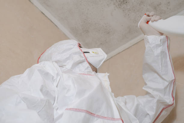 Best Emergency Mold Remediation in Monroe, MI